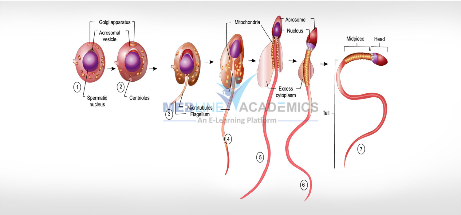 Intensive Comprehensive Course in Andrology